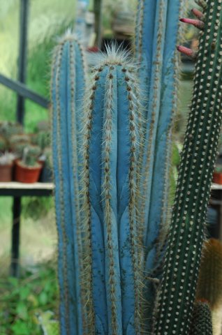 Pilosocereus_magnificus
